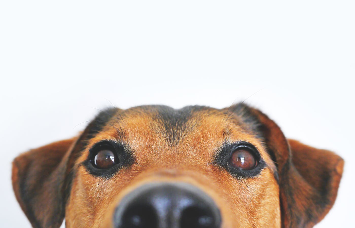 Brown and white dog lying calmly on a floor for pet care checklist for first-time owners