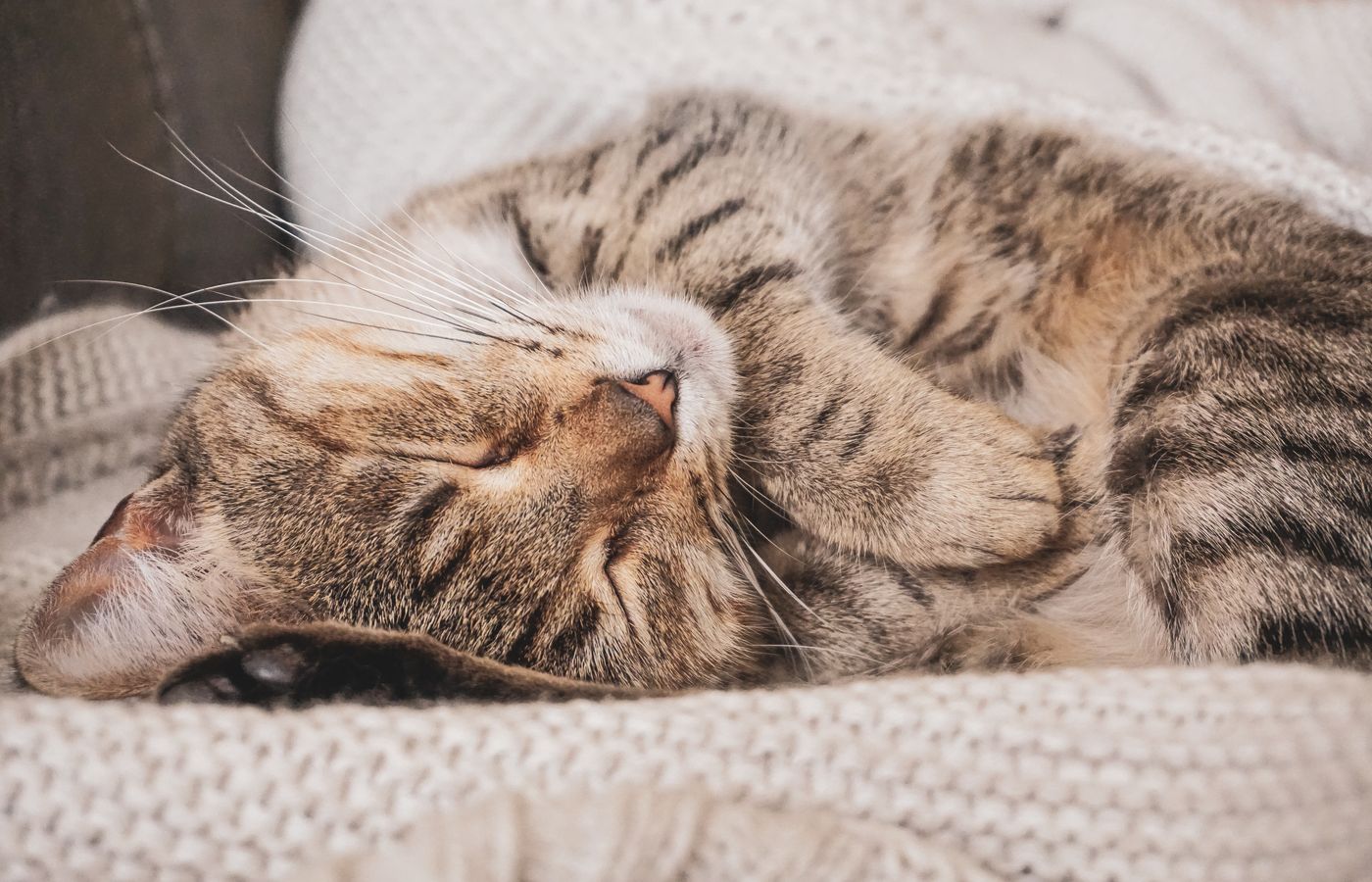 Sleeping tabby cat on a soft blanket