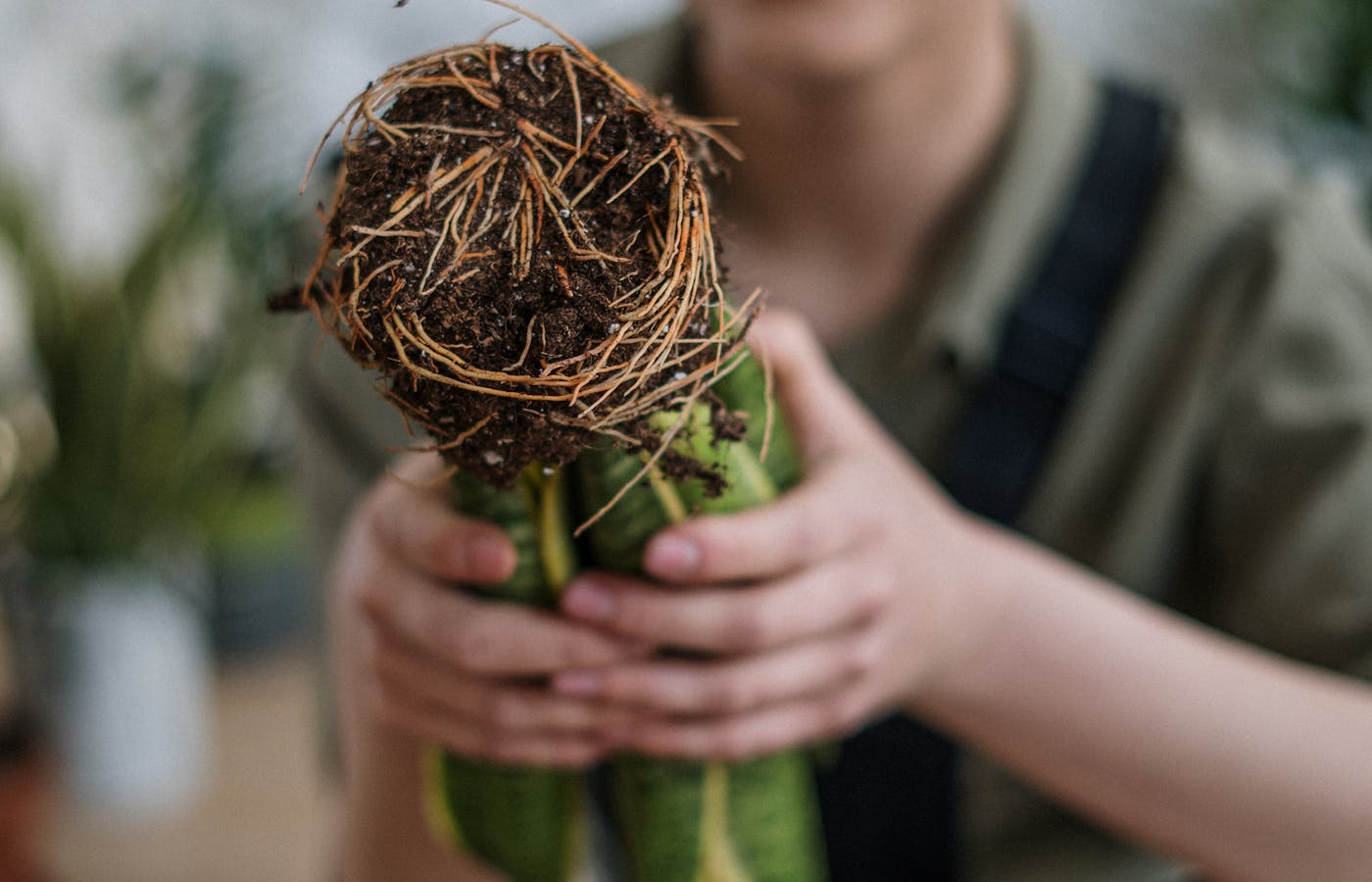 Person holding a houseplant with exposed roots and soil for common household items that are dangerous for pets