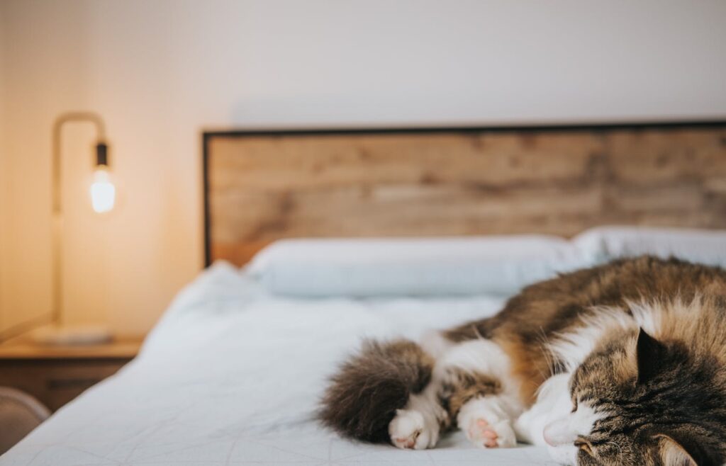 Tabby and white cat sleeping on a bed beside a bedside lamp