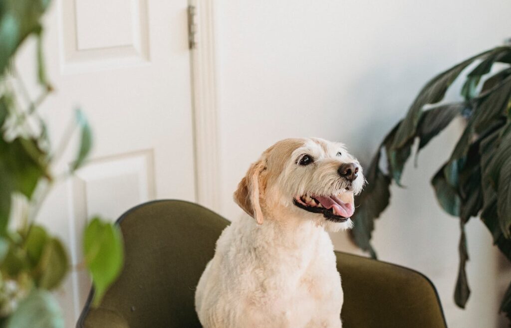 Small dog sitting beside indoor houseplants