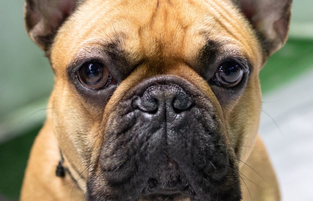 French bulldog wearing a collar with a small pet tag