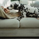 Dalmatian dog leaning toward a person sitting on a couch