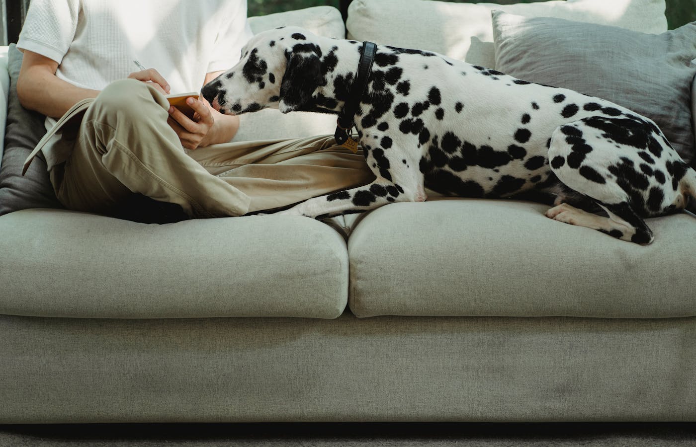 Dalmatian dog leaning toward a person sitting on a couch