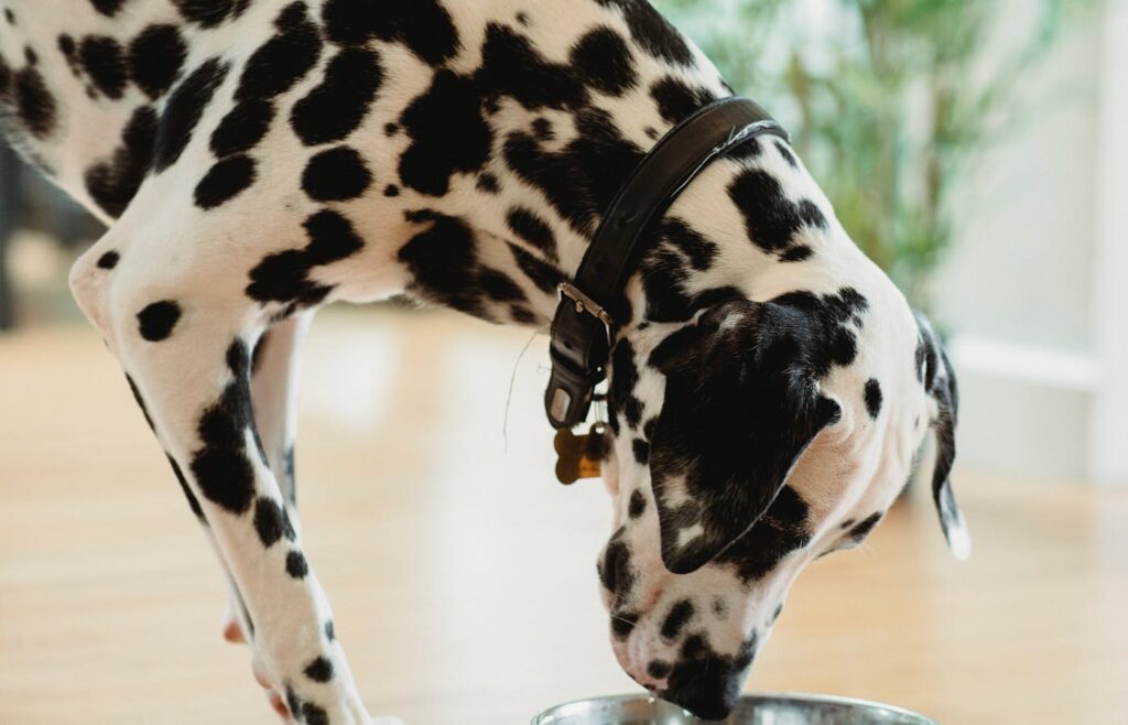 Pet dog drinking water from a metal bowl indoors