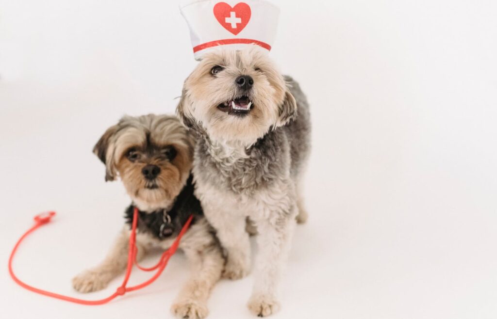 Two small dogs with a toy stethoscope and a white hat with a red cross