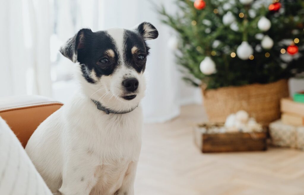 Small white dog sitting beside a Christmas tree in a living room