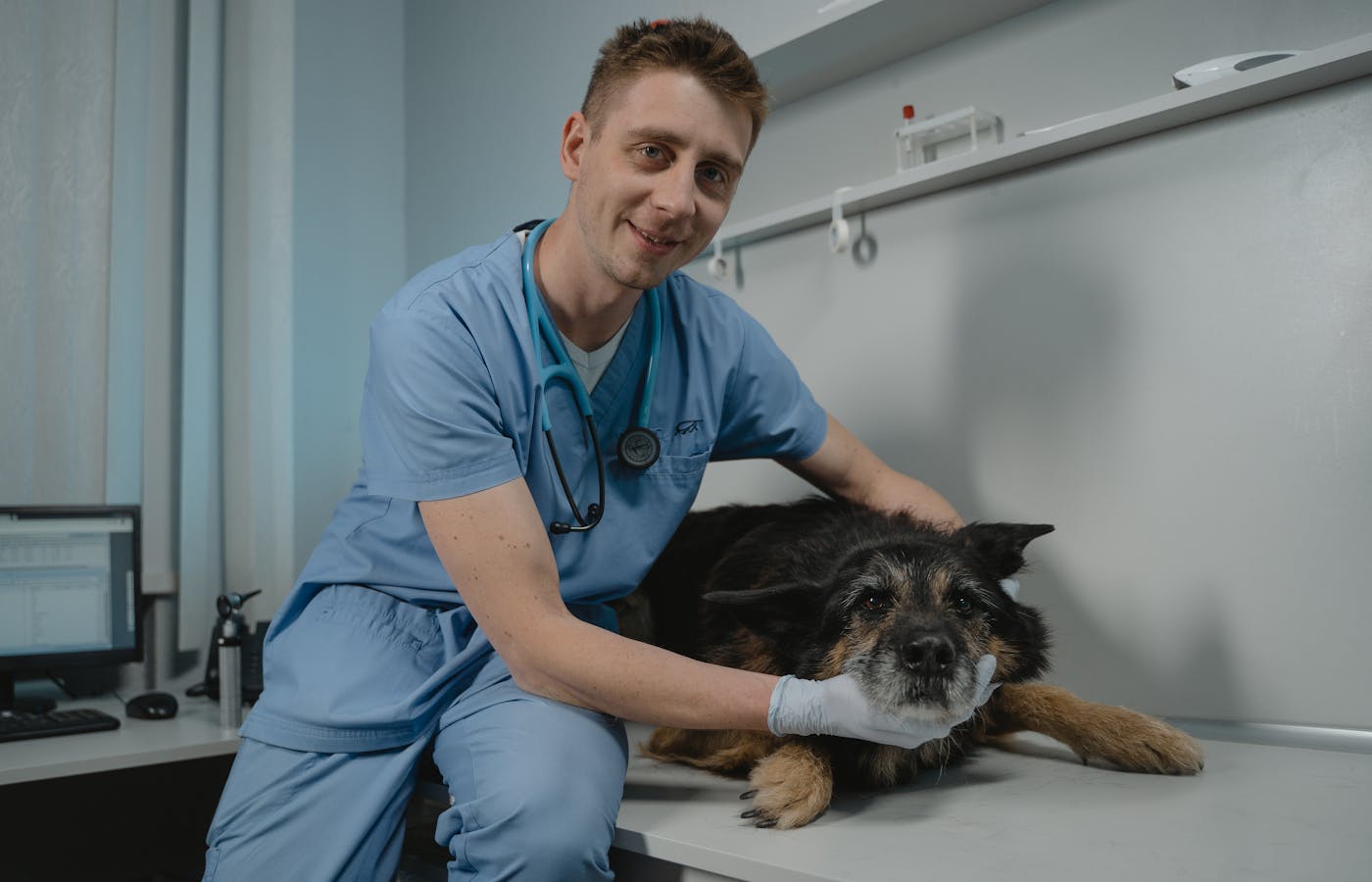 Veterinarian examining a small dog during a pet care visit