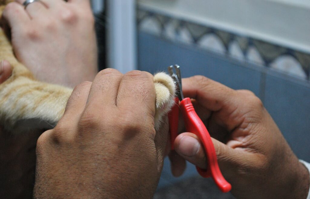 Person trimming a cat paw nail with red nail clippers