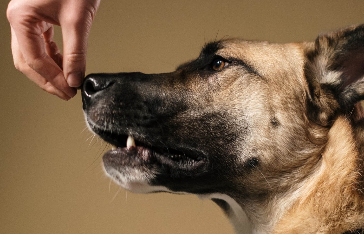 Dog sniffing a person's hand indoors