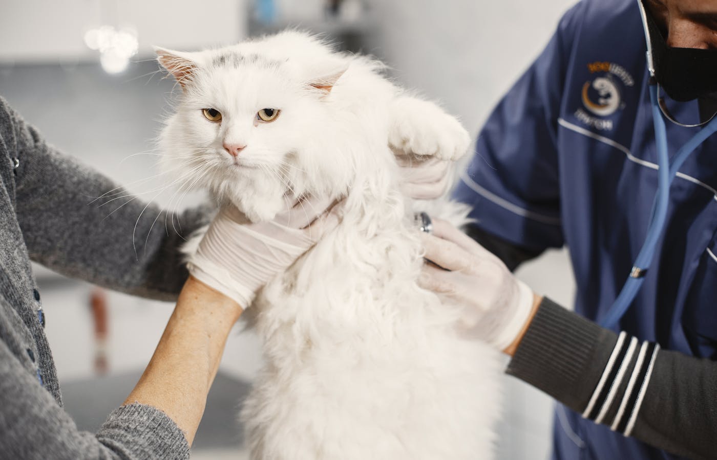 Vet examining a white pet cat at a clinic