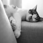 Black and white cat lying asleep on a fabric couch