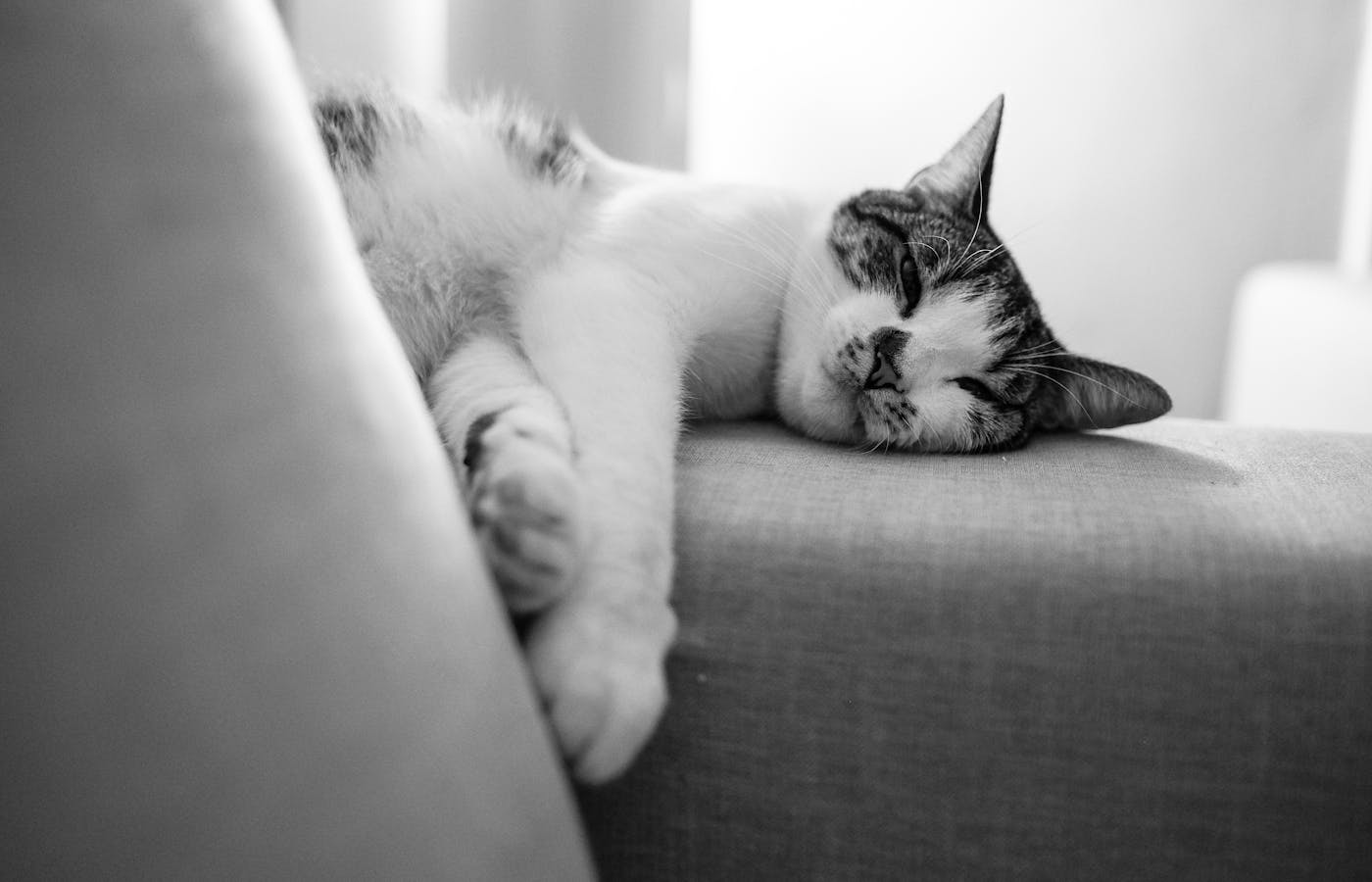 Black and white cat lying asleep on a fabric couch