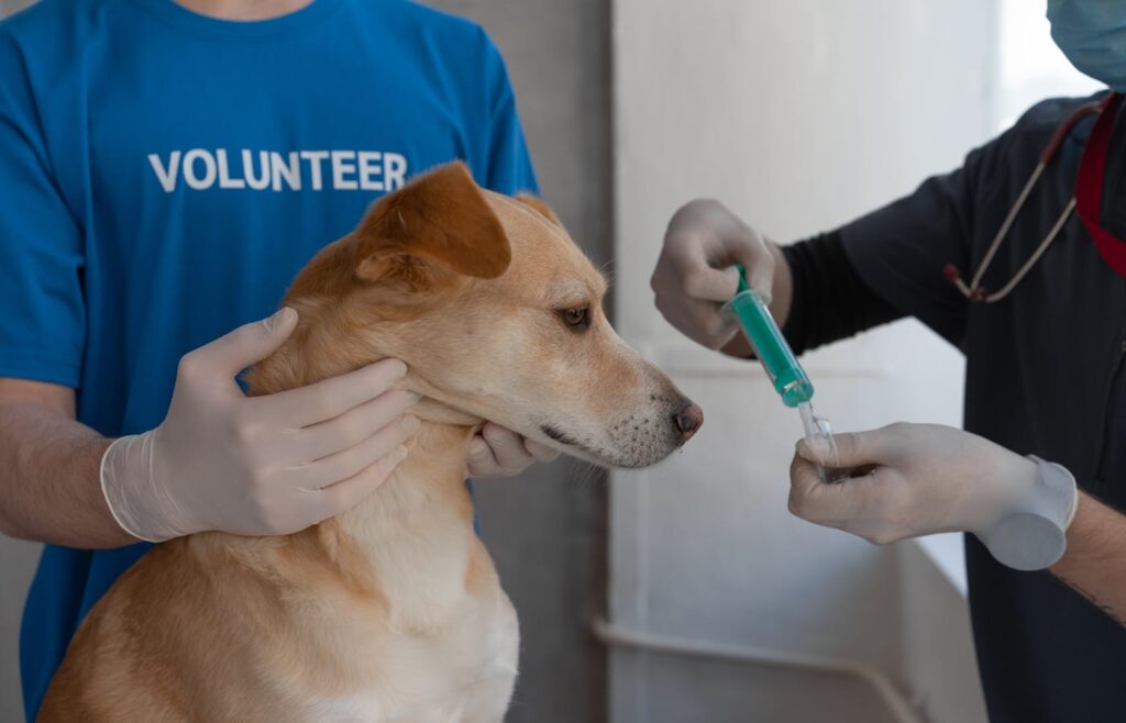 Veterinarian preparing a vaccine syringe during a pet care visit