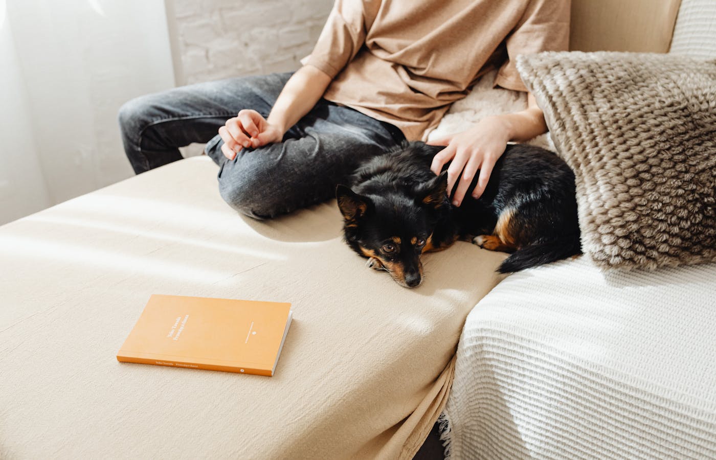 Person gently petting a small dog resting on a sofa
