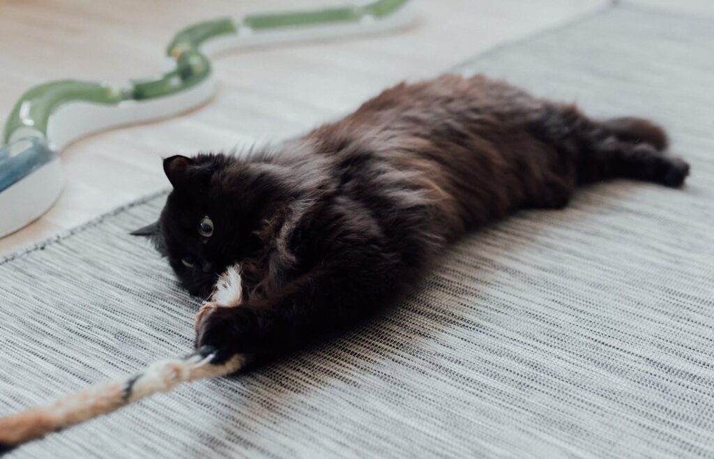 Black cat pulling a cord toy on a rug