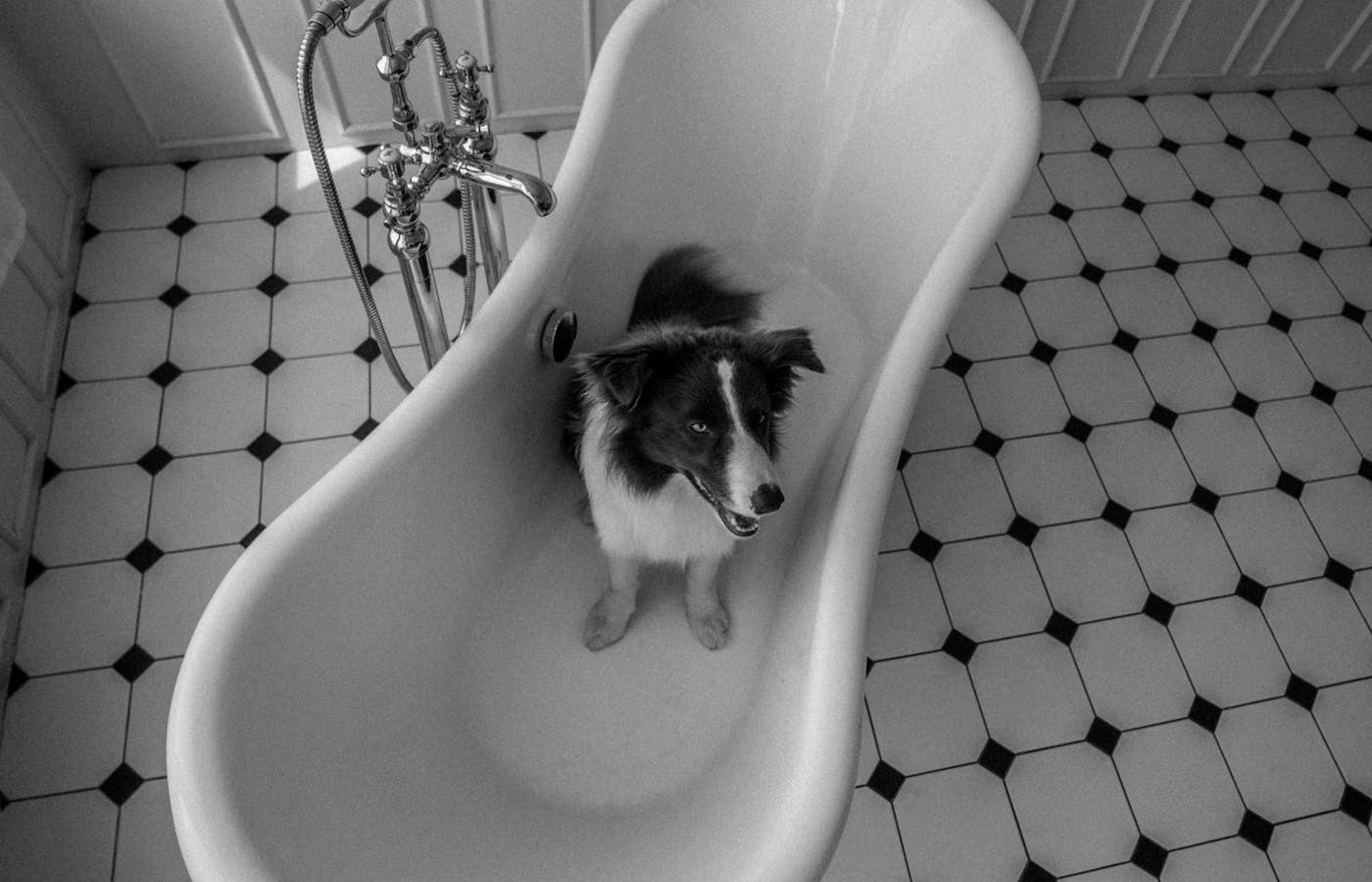Black and white dog sitting in an empty bathtub