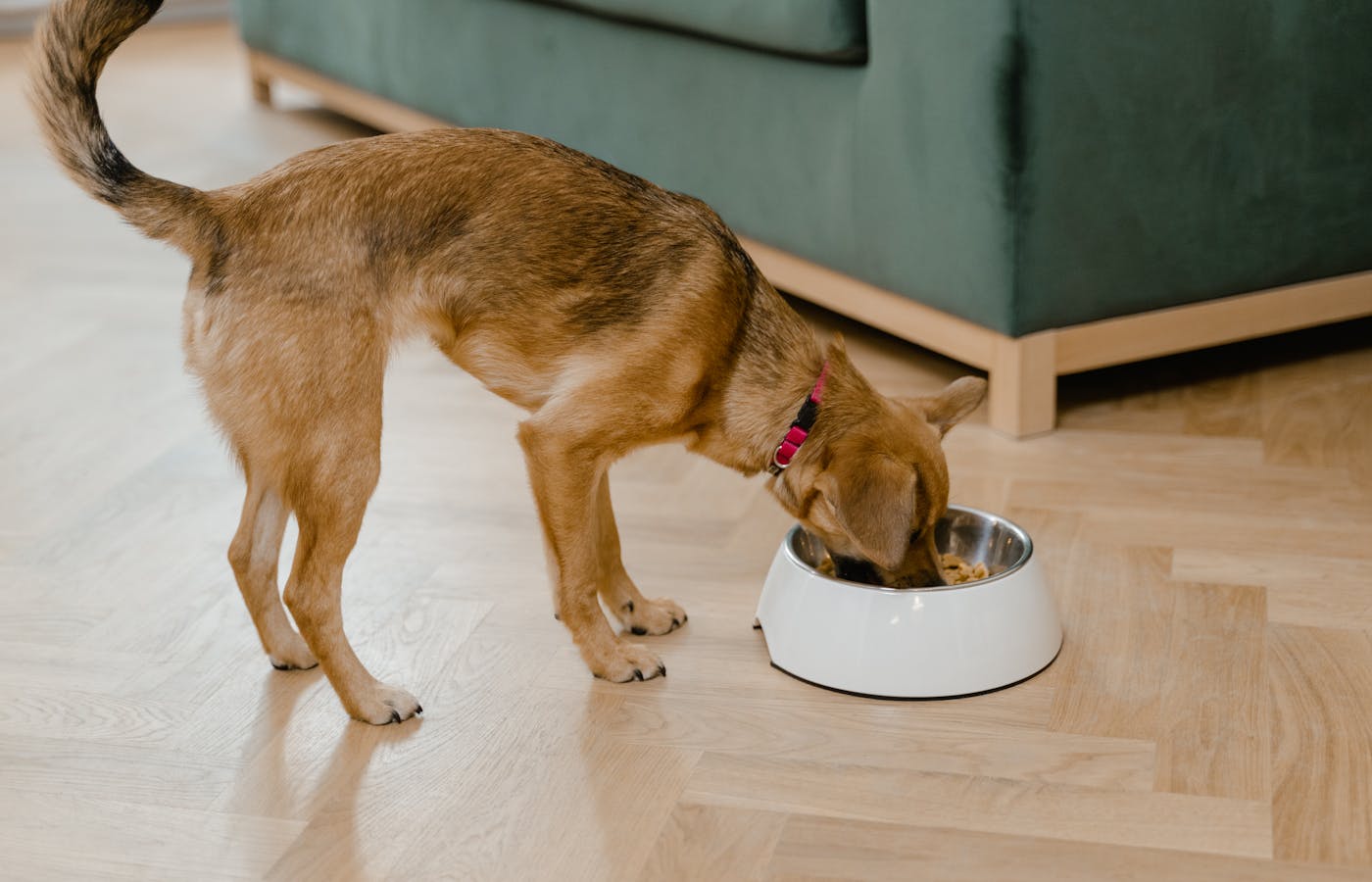 Brown dog eating pet food from a white bowl