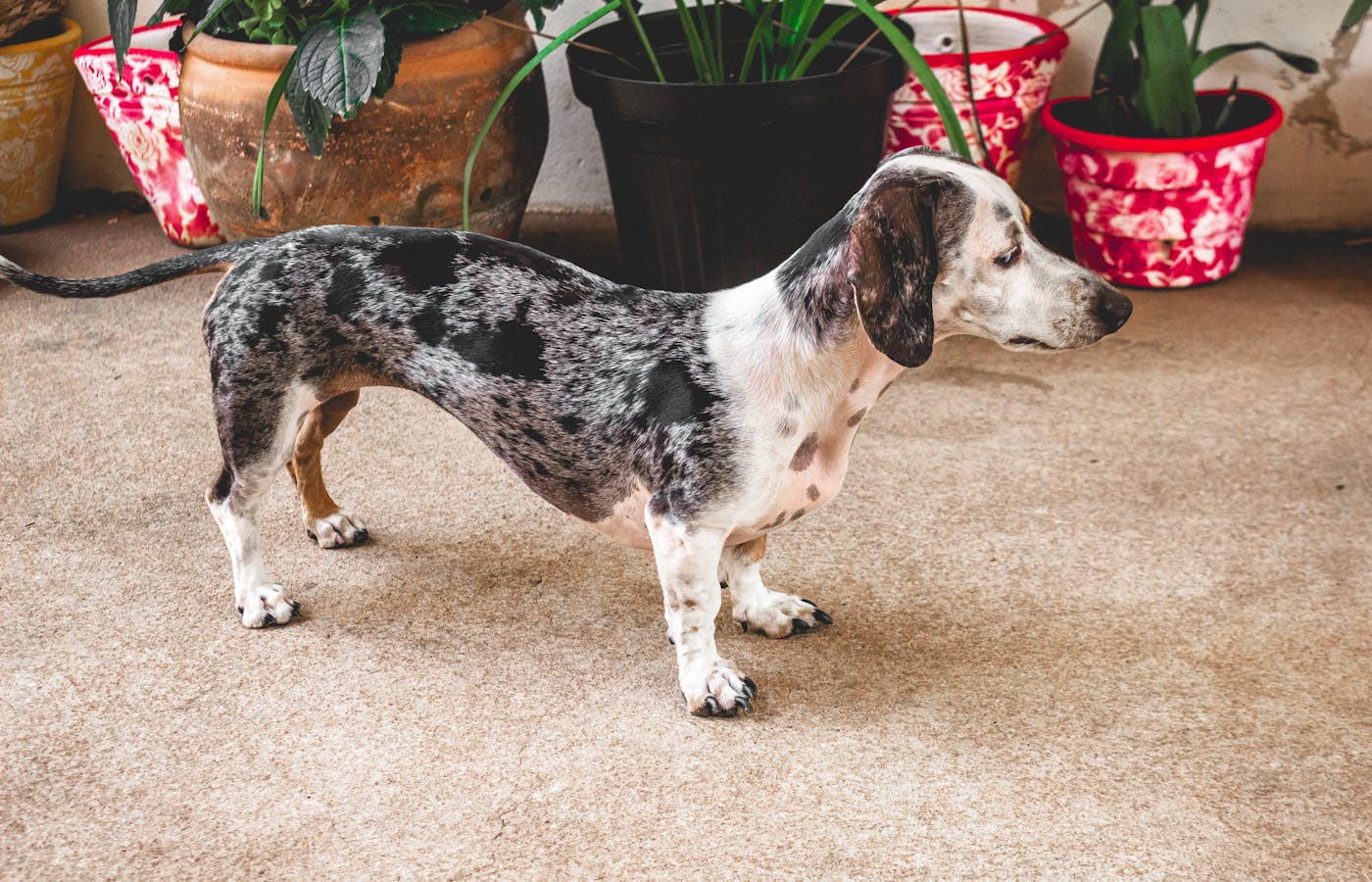 Dog standing near potted plants inside a home