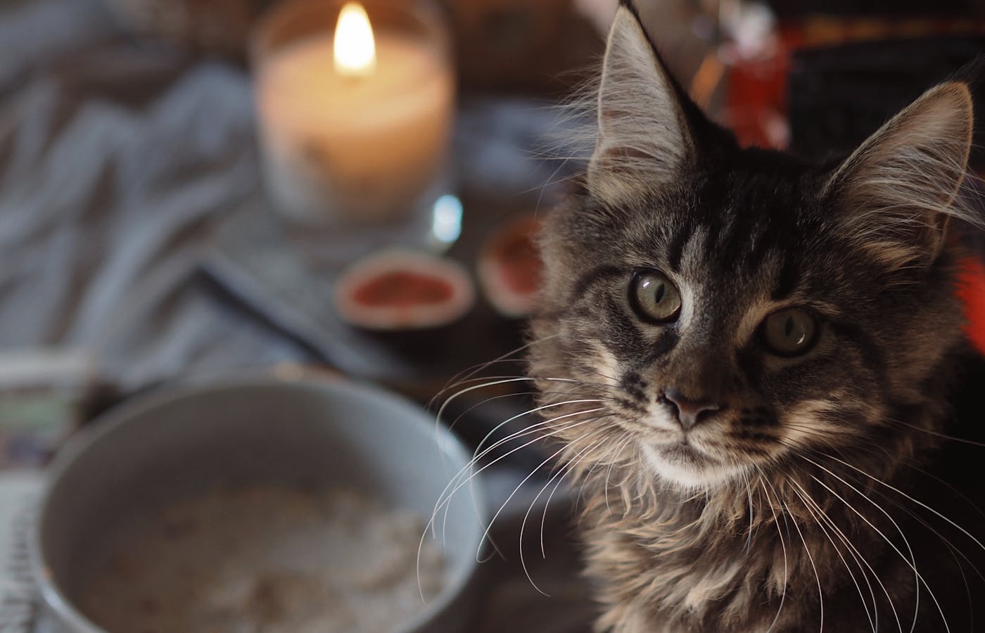 Tabby kitten sitting near a lit candle on a table