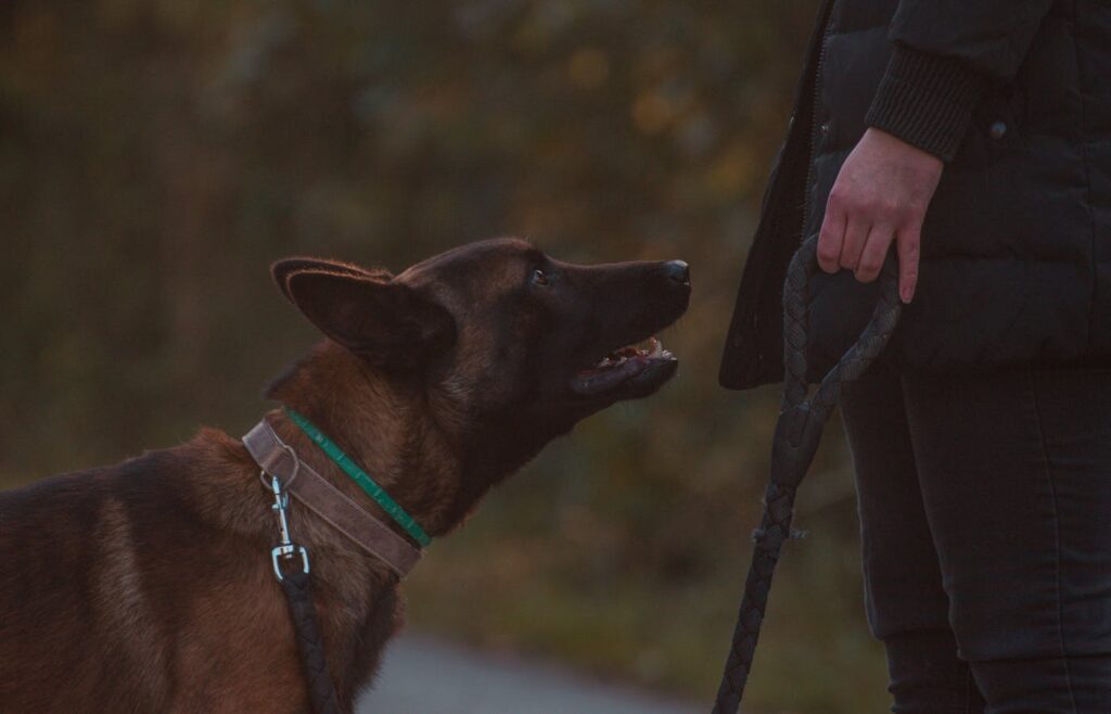 Brown dog looking up at a person holding a leash
