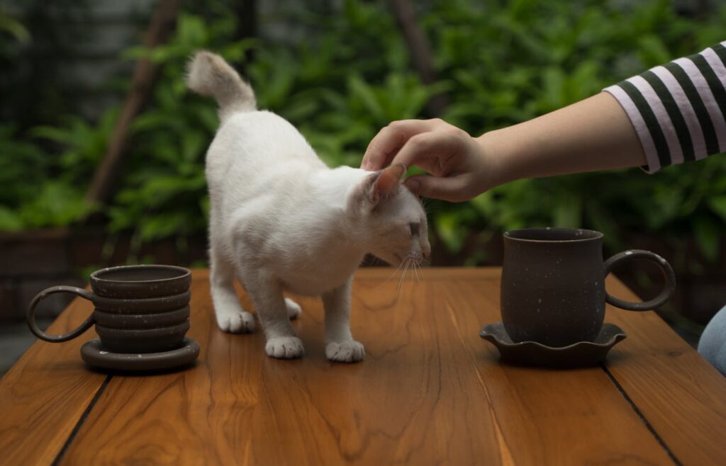 White cat standing on a wooden table between two cups