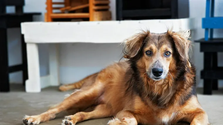 por que cachorros seguem o tutor pela casa