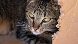 por que gatos gostam de caixas