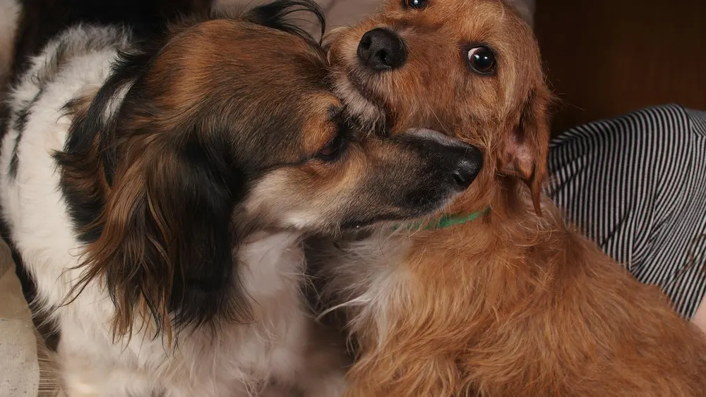 Dois cães abraçados em um sofá, demonstrando amizade e afeto.