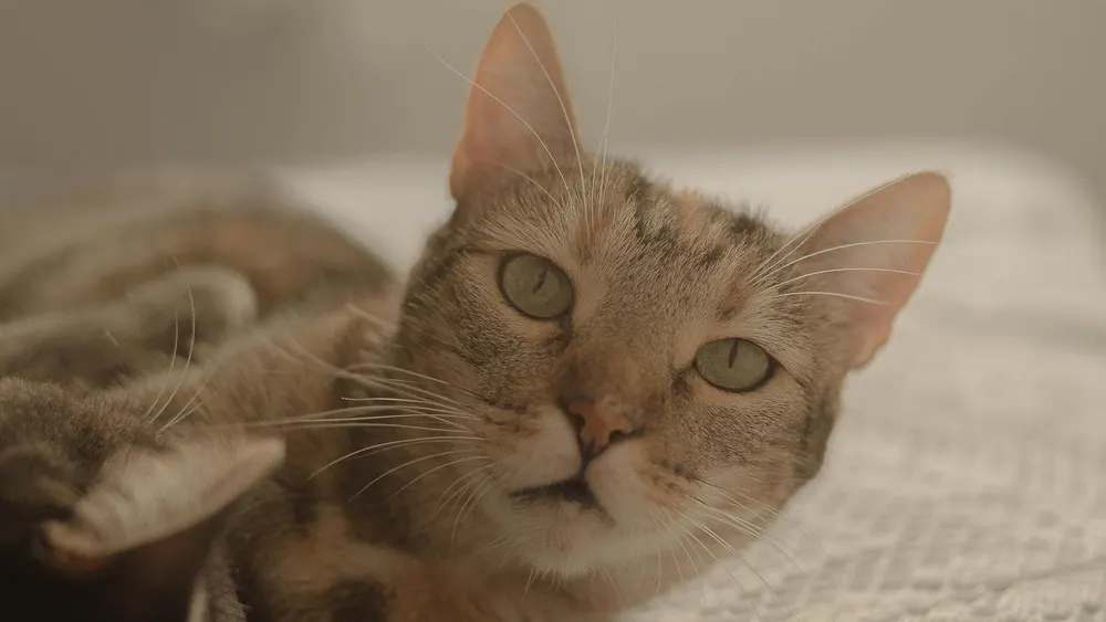 Gato em casa, deitado com expressão calma
