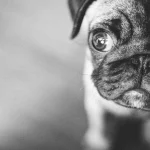 pug