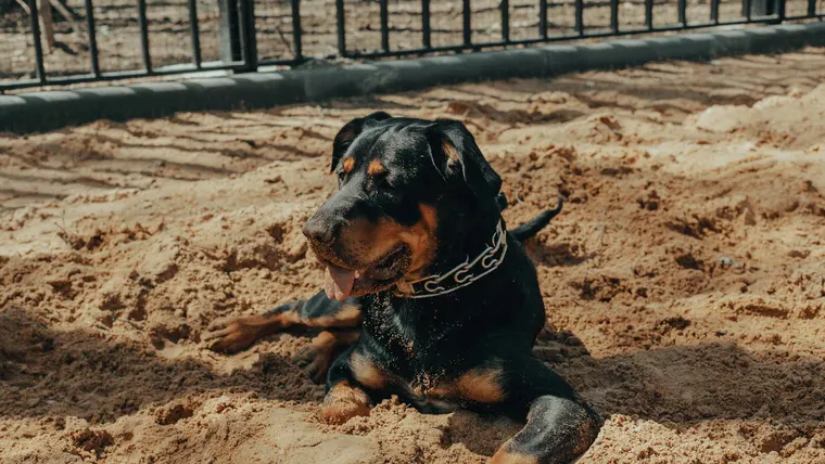 rottweiler