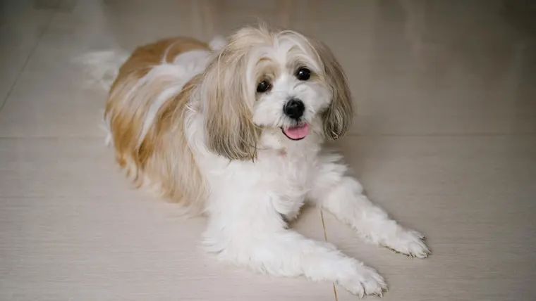 Shih Tzu