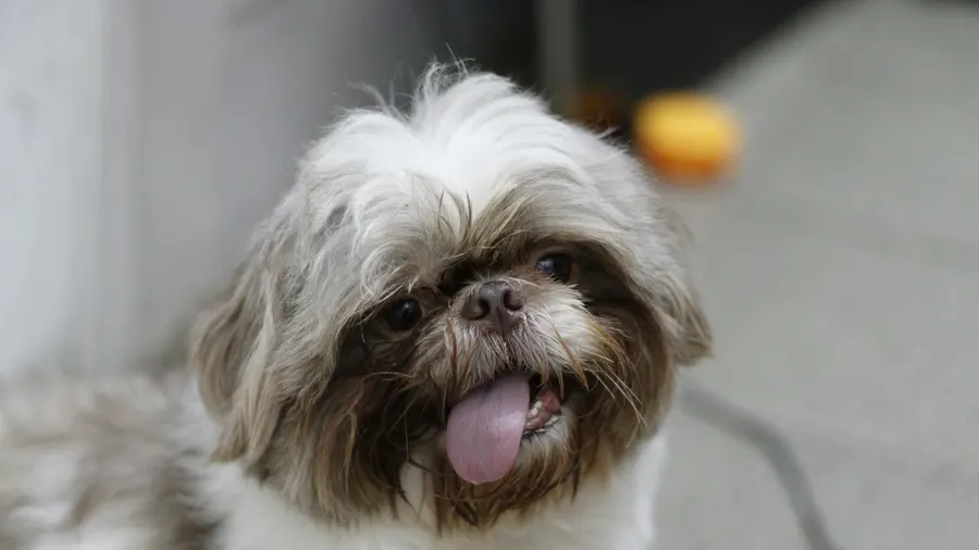 Lindo filhote de Shih Tzu com a língua de fora, demonstrando uma expressão brincalhona e alegre dentro de casa.