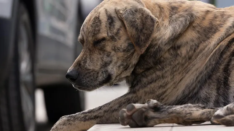 sinais de dor em cães que merecem atenção