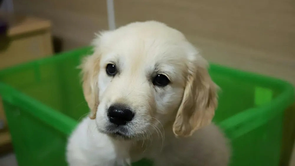 filhote de cachorro em ambiente de higiene pet