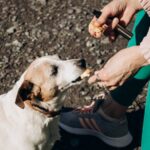 Person feeding a white dog outdoors