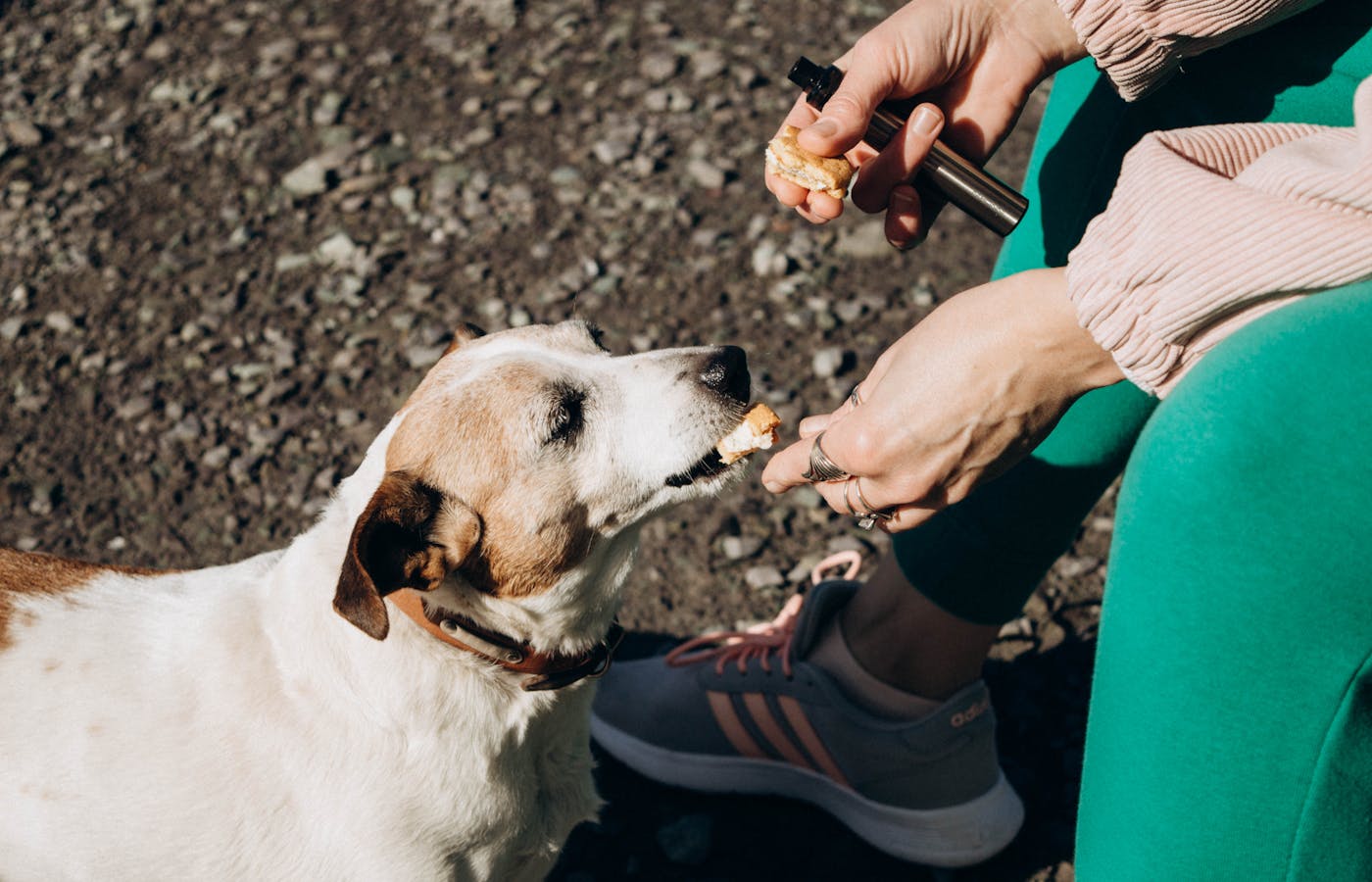 Person feeding a white dog outdoors