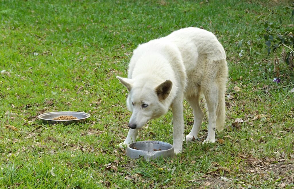 White dog standing near metal food bowls on grass