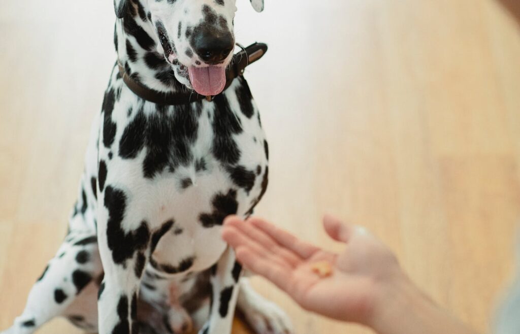 Dalmatian watching a treat hand during indoor command training