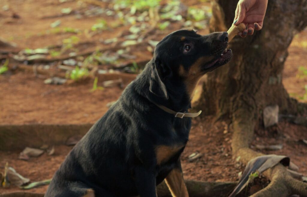 Black dog taking a treat from a hand outdoors