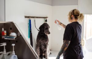 Dog sitting near a spray bottle in a home cleaning setup